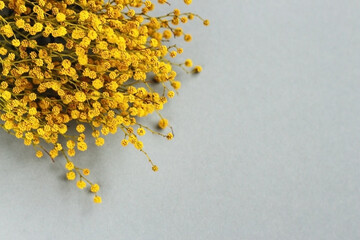 Branch of yellow spring flowers mimosa on gray background. Trendy Color of the year 2021.Mimosa spring flowers Easter and women's days.