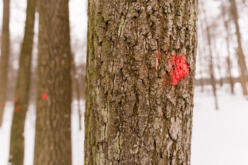 Baumstamm mit rotem Punkt