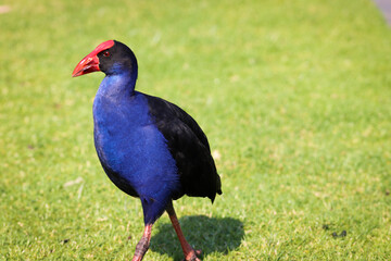 pheasant in the grass