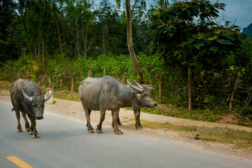 Buffalos in Phong Nha Vietnam