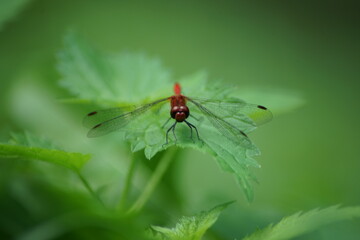 dragonfly on a leaf