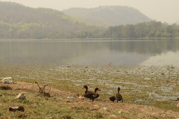 ducklings on the bank of murugama dam reservoir at purulia, west bengal, india