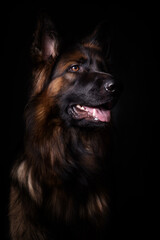 Schäferhund Portrait