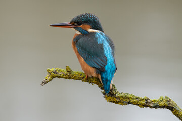 Kingfisher (Alcedo Atthis) Adult female with blue and orange feathers. Diving bird perched with a blurred background. 