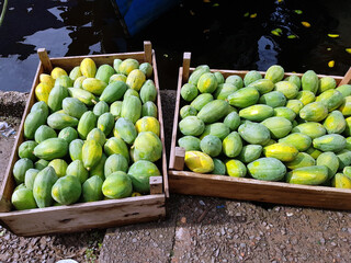 Papaya (Carica papaya) Caricaceae family. For sale at Banana market in Manaus, Amazon – Brazil
