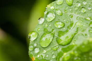 Fototapeta premium Transparent water droplets on green leaves