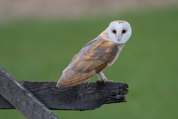 Barn Owl (Tyto Alba) in the english countryside. Nocturnal white owl hunting in daylight. 