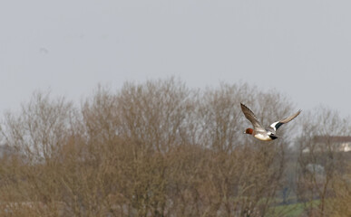Male_ widgeon_ duck_in_flight_Somerset