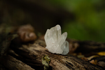 Clear crystal quartz on a tree trunk