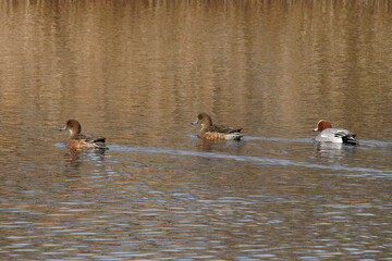 Male_and female_widgeon_on_marsh_Somerset