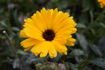 yellow flower in the garden