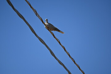 turtle-dove