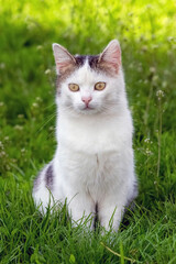 Young white spotted cat sitting in the garden on the grass in summer