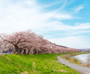 View of Cherry Blossom or Hitome Senbon Sakura festival at Shiroishi riverside and agricultural...