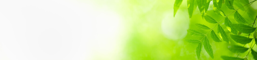 Nature of green leaf in garden at summer. Natural green leaves plants using as spring background cover page greenery environment ecology wallpaper