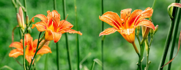 Orange lilies in the garden on a blurred background, panorama