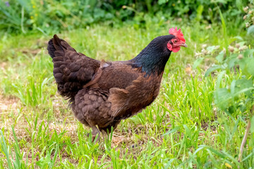 Chicken with black and brown feathers in the garden on the grass