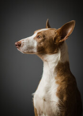 portrait of a dane