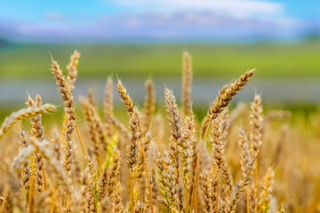 Wheat ears close up on the field near the road