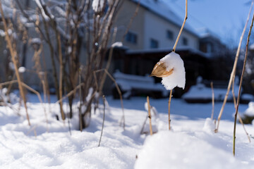 vertrocknete Lampionblume im Schnee