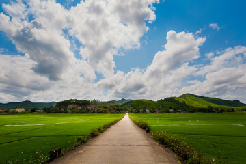 Rice field in Phong Nha Vietnam