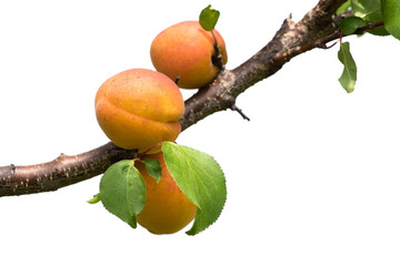 Ripe juicy apricots on a tree branch on a white isolated background