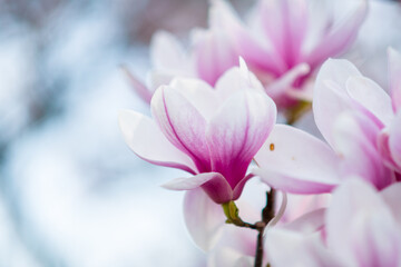 Fototapeta na wymiar Closeup on magnolia in spring