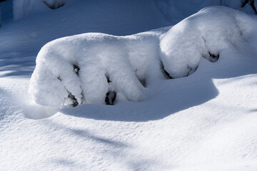 umgebogener baum unter schnee