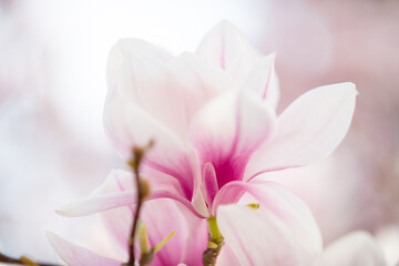 Obraz na płótnie Canvas Closeup on magnolia in spring