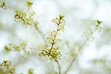 Obraz premium Closeup on in spring