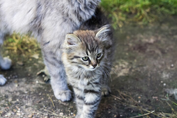 Naklejka na ściany i meble A small gray kitten in nature in the grass. Portrait of a kitten.