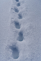 Tierfährte im Schnee