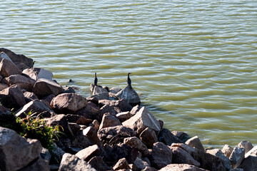 Ducks on rocks in the park of León Guanajuato. Animals concept.