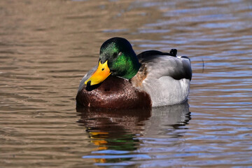 Mallard ducks in the park in a mud puddle feeding on submerged grass in early spring

