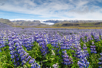 Fototapeta premium A roadside field of Alaskan lupins in southern Iceland