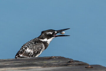 Pied kingfisher with its morning breakfast
