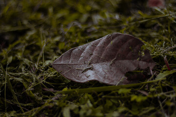 leaf on the grass