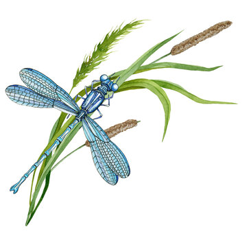 Dragonfly on green grass. Hand drawn watercolor illustration. Elegant insect and wild meadow herbs. Blue dragonfly and grass spikelets.