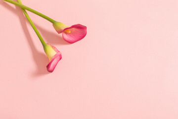 Obraz na płótnie Canvas beautiful flowers of calla lily on paper background