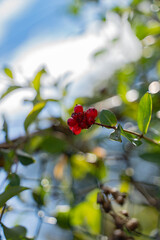 Honeysuckle red berries with green leaves and a blue sky