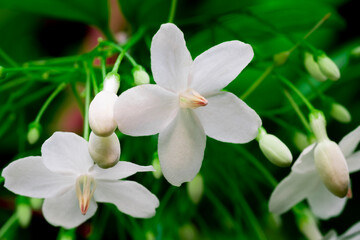 Abstract blur background of white flowers,wild water plum,moke flower,in full bloom in farm, on green nature blur background, on bright sunlight, used for a background ,selective focus point ,macro