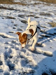 funny puppy jack russell terrier close-up on a background of snow