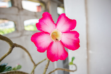 Pink adenium flowers background. Adenium obesum is a colorful houseplant in temperate regions.
