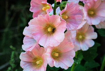 Lush flowering mallow