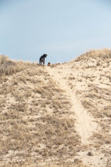 Bullmastiff and great dane on the beach