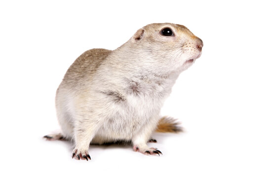 Ricardsons Ground Squirrel