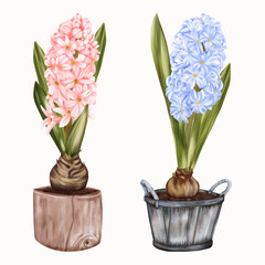 Spring Pots With Blue And Yellow Flowers Hyacinths

