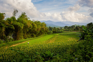 Fototapeta na wymiar Rice farmers in Phong Nha Vietnam