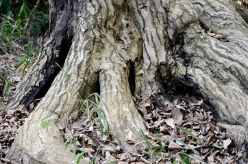 大木の根本