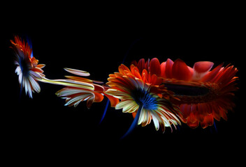 Red gerbera flower and its reflections in a crooked mirror on a black background